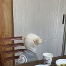 조지골흑염소기러기 이미지