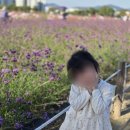 지에스25 양산양주점 | 양주 나리농원 가을 개장기간, 주차장, 입장료 연휴 방문 후기