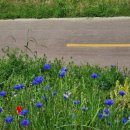 안산천남로 이미지