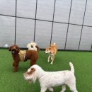 놀러오개 애견유치원 애견호텔 에버랜드점 이미지