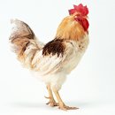 닭과함께라면