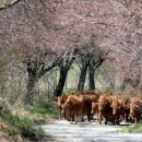 매화목장 이미지