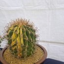 화정역 광장 이미지