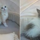 도그마루 고양이강아지 청주점 이미지