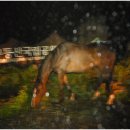 양재목장 이미지