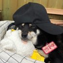 요기당 네이버블로그