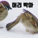 참새커피 - 무안군 남악4로 49 | 참새커피