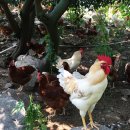 방송양계장 이미지