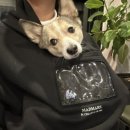 와흘리 1798 이미지