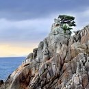 솔바위 Daum카페