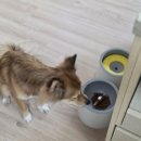 멍스쿠킹 이미지