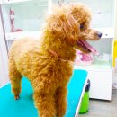 퍼피투게더 이미지