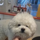 왈왈미용실 이미지