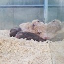 펫엔글라이더 대전점 | [골든햄스터] 달빛햄스터리 대구점 장거리 입양 후기(+대전/청주 분양샵)
