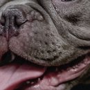 애니멀 살롱 이미지