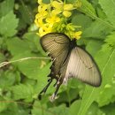 금대봉에서 대덕산까지 천상의 화원에서 만나 본 긴꼬리제비나비 이미지