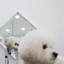 보드레도그 이미지