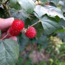 아란농장 이미지