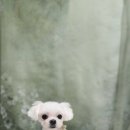 솜이 펫살롱 이미지