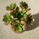 메르디안 이미지