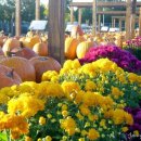 [춘천교육대학교 평생교육원] 2015학년도 2학기 평생교육원 수강생 모집 이미지