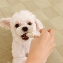 펫스타일 이미지