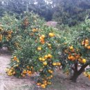 상훈농장 이미지