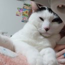 하군이네 동물병원 이미지