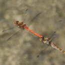 고추잠자리 이미지