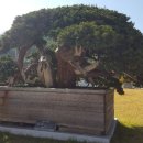 순천만국가정원(서문) 이미지