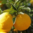 이장농장 이미지