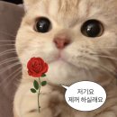 책이 패션인 게 어때서 언젠간 다 읽으리라