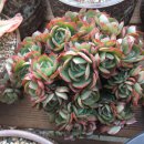 양진농장 이미지