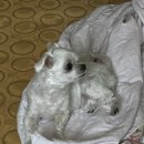 유니애견용품 | 강아지용품 추천 | 키릿 강아지샤워타올 퀵드라이 후기