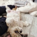 四月이라 死月인가