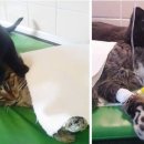 유동물병원 이미지