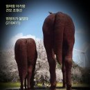 아가랑 티스토리