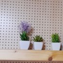 장사솔밭펜션 이미지