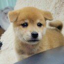 이누아이 이미지