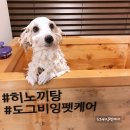 그루밍도그 이미지