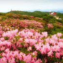 "무료 택시에 유명 트로트 가수까지"... 이번 주말 꼭 가야 할 철쭉 축제 이미지