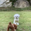 스테이위드독 이미지