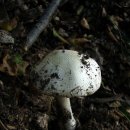 서해 섬에서 만난 턱받이가 큰 흰 버섯 => Amanita속, 독우산광대버섯? 이미지