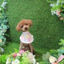 딸기펫살롱 이미지