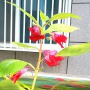 봉숭아손톱 이미지