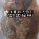 예쁘개# 애견미용실 이미지