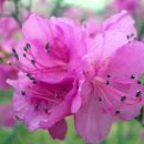 약산 진달래꽃(사투리 모음) 이미지
