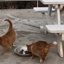 잠비스테이 이미지