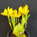 Lycaste aromatica 리카스테 아로마티카 이미지