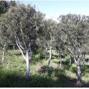 백송 농장 이미지